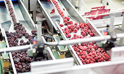 Conveyor belts sorting red and black berries in a food processing plant