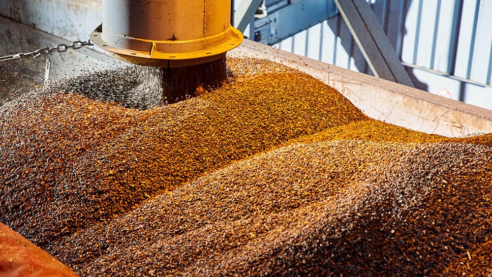 Corn falling from an auger into a grain bin, a soft, dusty target read by electrostatic ultrasonic transducers.